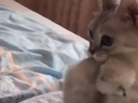 布団もあたたまるし、子猫たちも温まるし。子猫6匹を布団に運び入れる猫母さん