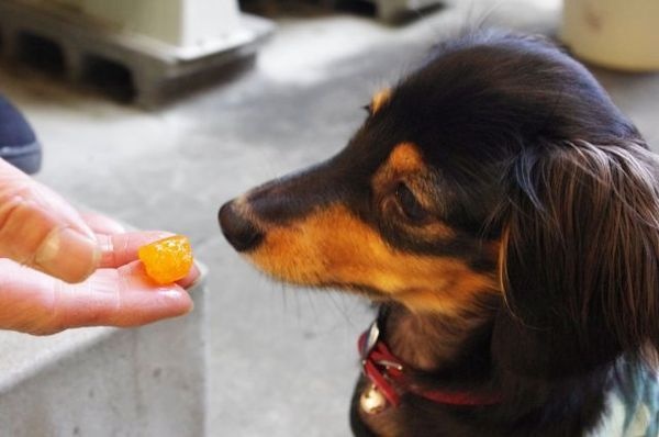 コレもダメなのワンちゃんに食べさせていいフルーツ、ダメなフルーツ