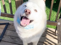 散歩嫌いのハスキー、雄たけびを上げながら悪あがき（アメリカ）