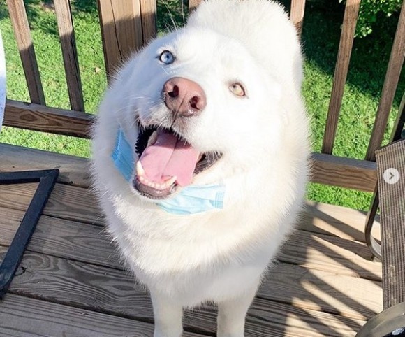 散歩嫌いのハスキー、雄たけびを上げながら悪あがき（アメリカ）