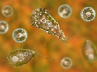 人間の脳を食らう「殺人アメーバ」アメリカで着実に勢力を拡大中
