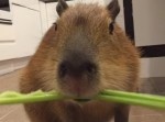 ムシャムシャ！　カピバラのセロリの食べっぷりが気持ちいい～！