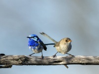 人間みたいな鳥。「ルリオーストラリアムシクイ」は親しい仲間は助けるが、見知らぬ鳥だと無視する