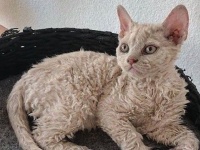 くるくるヘアで人懐こい。羊みたいな巻き毛の猫に関する海外の反応