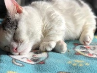 生まれつき体が小さく盲目の猫、運命の飼い主と巡り合い猫らしい暮らしを取り戻す（アメリカ）