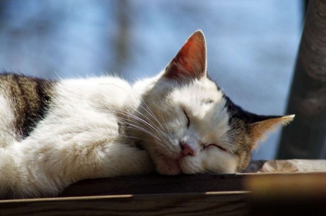 気持ちがいい＝あずましい？（画像はイメージ）