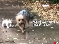 やさしい世界。びしょ濡れの子猫を発見した犬が、自分の家まで連れ帰る
