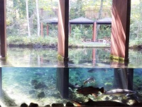 富士湧水の里水族館・横見水槽（画像提供・桔梗屋）