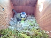 空っぽの巣箱からヒナたちが巣立つまで～アオガラ夫婦の巣作り日記