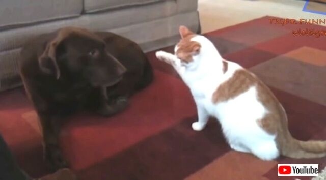 funnycats1_640_640