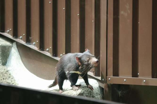 意外と動きは俊敏