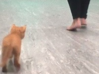 目は見えないけど感じるよ。盲目の子猫、ダンス講師の飼い主のもと人間の気配を学ぶ