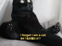 「吾輩は猫であることを忘れがちだ」哲学的しぐさを見せる猫