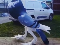 大きく膨らんだ胸とヒレのような足。AIが生成したクリーチャーのような鳩が実在していた！
