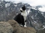 スイスで“マウンテンガイド猫”を発見。道に迷った男性を優しく道案内