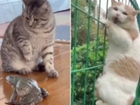 まあ猫だからね、仕方ないよね！やらかしたり脱力させたりしまくりの猫たち総集編