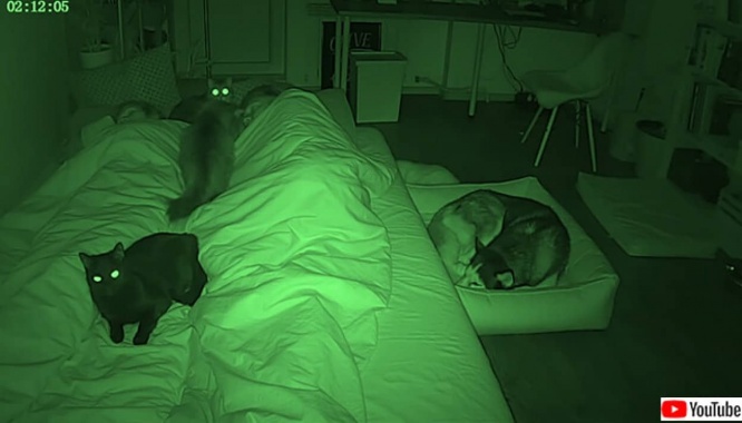最後まで目が離せない！ハスキー3匹と猫3匹を飼っているお宅の就寝タイムを早回しで