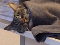 ゴロンと転がるオフィス猫の様子にみんな共感。毛布にくるまれる猫に関する海外の反応