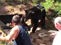 「いい匂いにつられて来ちゃいました」BBQに混ざりたいクマーこのあとすぐ！