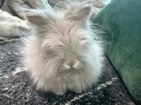 「世界救える」「可愛すぎ」　コタツの周りを駆け回る〝謎の毛玉生物〟に5.2万人もん絶