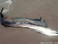 共食いで知られる貪欲な肉食性の深海魚がビーチに打ち上げられる謎