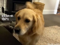 ゴールデンレトリバーと一緒に育った猫、犬化が進み取ってこい遊びの達人に