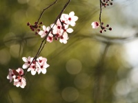 画像はイメージです（John-Morganさん撮影、Flickrより）