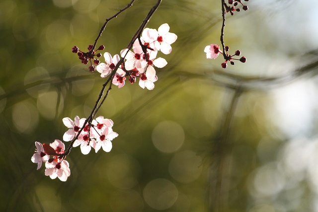 画像はイメージです（John-Morganさん撮影、Flickrより）