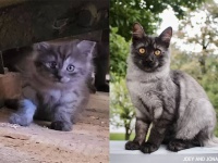 アライグマ？ウルフキャット？体の色や模様がどんどん変化する猫