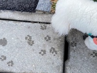 お散歩中のフワフワ犬が残した〝痕跡〟に5.1万人身もだえ　可愛すぎて道路を剥がしたいレベル