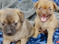 「ママがいれば何でもできる！」保護子犬たち、母犬と奇跡の再会で子供らしい無邪気さを取り戻す