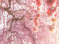 桃源郷って、三重に実在するらしい　「鈴鹿の森庭園」の幻想絶景に1.8万人見惚れる