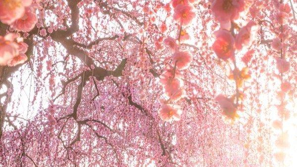 桃源郷って、三重に実在するらしい　「鈴鹿の森庭園」の幻想絶景に1.8万人見惚れる