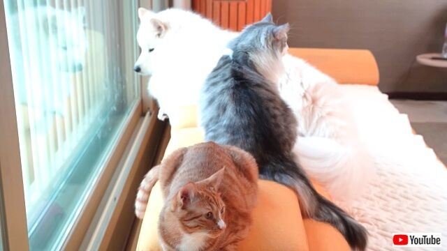 引っ越し完了「新しいおうちも居心地最高！」サモエド犬と猫たちの新居をたっぷり公開してみた