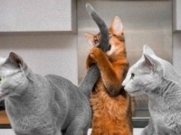 今日も今日とて「猫あるある」な所業を見せつけてくれるのか？ハテナマーク大爆発な世間の猫たち総集編