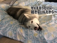 ハスキー、またお前か！どうしてもベッドから出たくないゼウスのダダっ子がまた始まった。