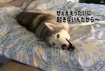 ハスキー、またお前か！どうしてもベッドから出たくないゼウスのダダっ子がまた始まった。