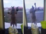 ホラー映画かよ！　悪魔のカンガルーが自宅を訪問する恐怖映像