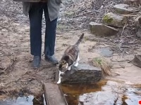 「危ない橋は私が先に渡ろう」おじいさんに橋の渡り方を伝授する猫