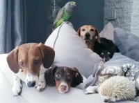 犬・インコ・ハリネズミ。異種家族だけど、みんな仲良くチルってます！