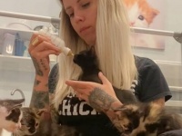 7匹の子猫ズに1本のボトル。やってみたらキュート過ぎるカオス状態に