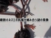 いったいなぜ？複数のネズミの尻尾が絡み合う「ラットキング現象」