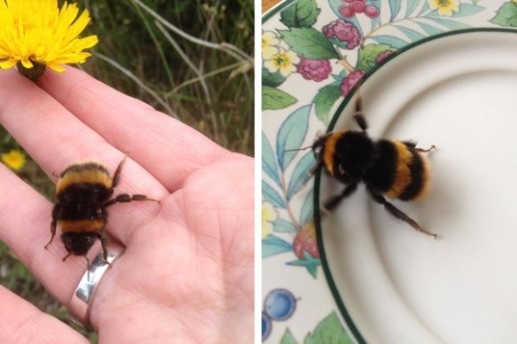 bee2