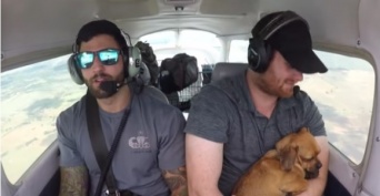 安楽死処分寸前で2人のパイロットに救助され、アリゾナからアラバマまで飛んだ23匹の犬たち（アメリカ）