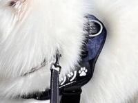 お友達に鼻チョンされて顔、めりこむ　サモエド犬の〝まさかの事態〟に1.9万人ビックリ