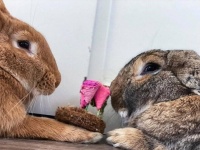ぼっちで寂しい思いをしている巨大ウサギのため、保護施設でお見合い。パートナーを迎え入れる