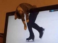 二度見してもまだ納得いかない？動物たちの、思わずクスっとしてしまう瞬間をとらえた写真集