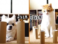 犬 VS 猫 結界を破ることができるのはどちらか？やってみた。