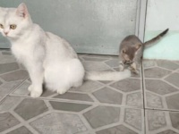 「お姉にゃん、もっと遊んで！」大きな猫の尻尾を追いかけて遊ぶ子猫が可愛い