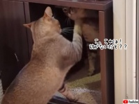 猫の術にはまってしまったようだ。鏡があるようにしか見えない超絶シンクロ